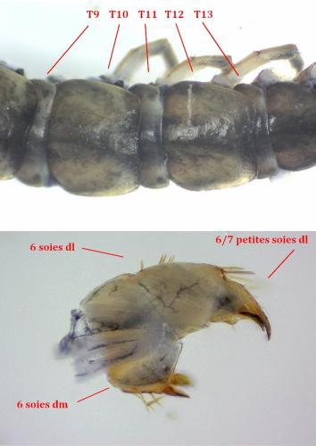 Lithobius steffeni